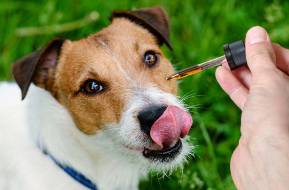 Pet CBD Product Sales Expected to Reach $629 Million in 2021