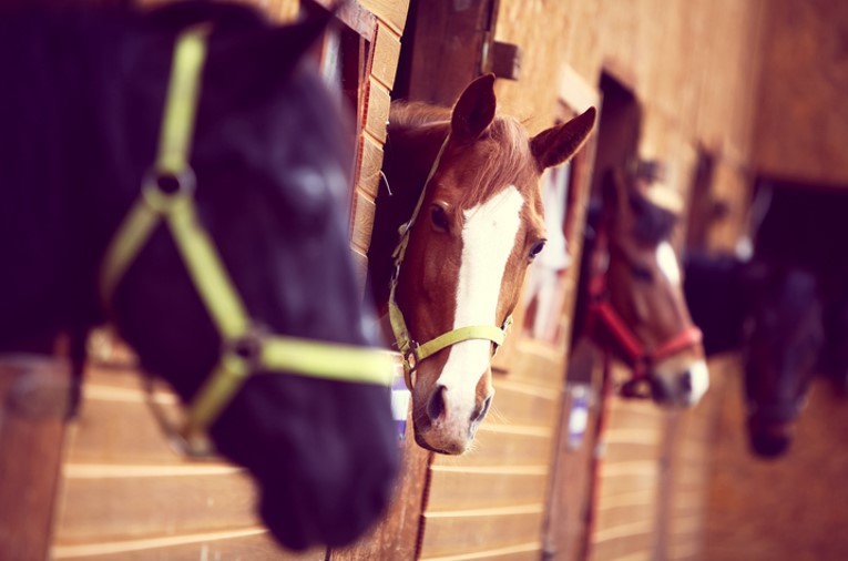 Which Equine Insurance Policy is Right for You?