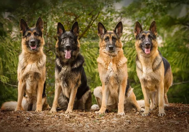 Cleveland German Shepherds Intro