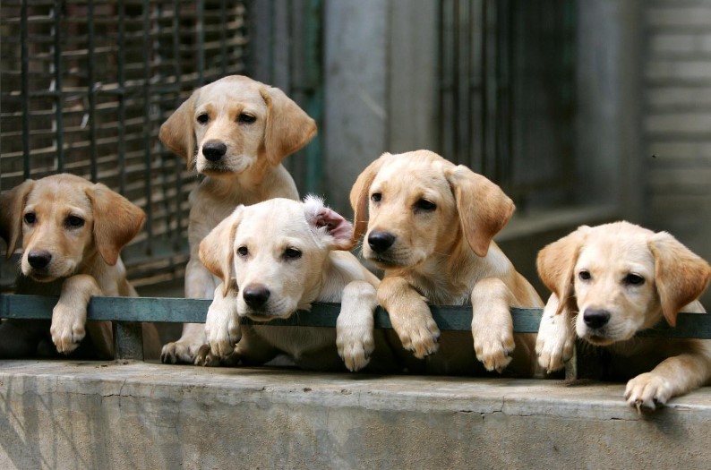 Questions To Ask Your Labrador Breeder Before Purchasing