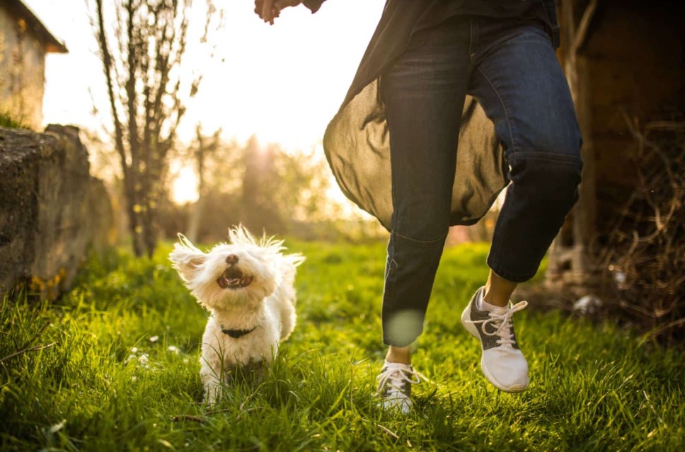 7 Vital Tips for Ensuring Optimal Pet Health: A Comprehensive Guide
